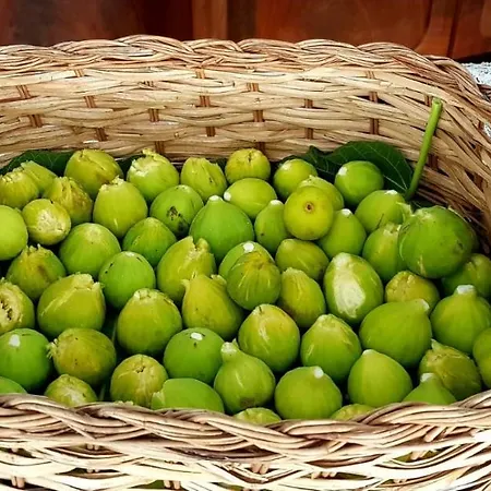 Myrtus